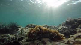 Clownfish