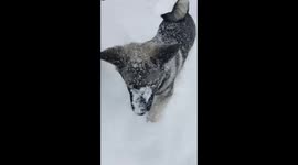Puppy plows through snow with face!