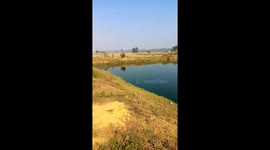 pond of fishes