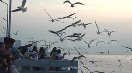 Tourists feed thousands of seagulls that have migrated for the winter