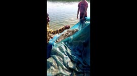 commercial  fish farming
