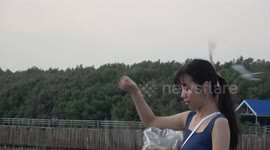 Footage captures tourists' reactions to seagulls snatching food from their hands