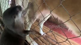 Otter opens grooming station for dogs.
