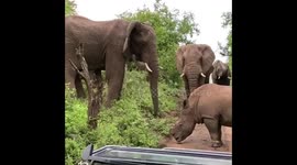 great friendship in the African bush between elephant Shaka and rhino Thabo.