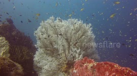 White Coral
