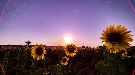 Newsflare Edit - Timelapse atardecer girasoles via lactea
