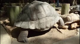 Aldabra giant tortoise squatting on african spurred tortoise's toes