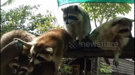Adorable raccoons on tree branch