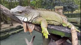 This Iguana enjoys relaxing on a tree branch