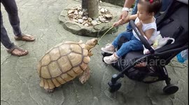 Tortoise enjoys being fed by an adorable toddler