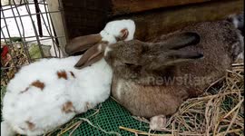 Adorable female rabbit enjoys tongue bath by male rabbit
