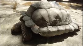 Tortoise in Monday Blues