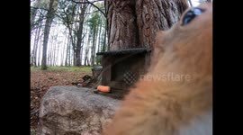 Red squirrel doesn't like being filmed so it takes down wildlife camera