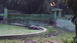 Hippo
