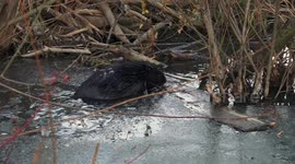 Beavers in Moscow seen breaking through ice to clear their dams