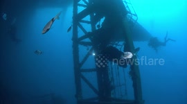 Scuba divers exploring Zenobia wreck