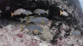 Nice stripy fish, Maldives, scuba diving, underwater footage