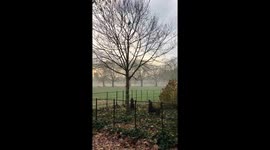 The squirrel attack part 2