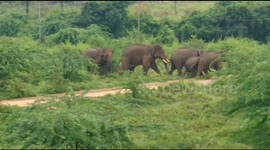 Herd of elephants have a lucky escape from an exploding transformer
