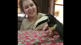 Toucan rescued as a chick from Brazilian wildfire is happily chirping for human mama