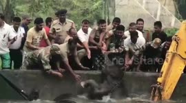 Army personnel rescue baby elephant from water tank in northeastern India