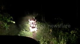 Brave dog takes on wild water buffalo in Indian forest to save owner
