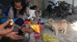 The homeless man takes care of abandoned monkeys and dogs