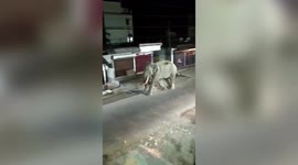 One-eyed wild elephant goes on half-hour rampage before disappearing into Indian jungle
