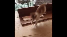 Kitten very confused when seeing a toy for the first time