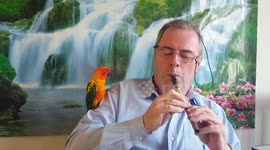 Playing music for a bird.