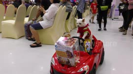 Colourful pet fair in Thailand sees chihuahuas driving an electric car and parrots dressed up as butterflies
