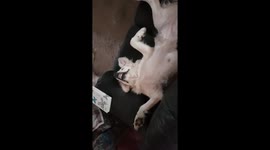 Chilled out dog relaxes on sofa revealing a cheesy grin
