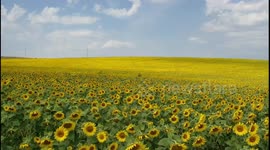 Amazing Endless Sunflowers dancing in the wind