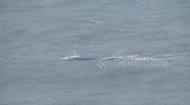First mother and calf Southern Right Whales of the season