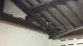 Shocked badminton players find 15ft long python in toilet roof