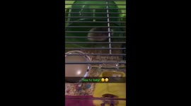Watch till the end!!!! Hamster rolling into the week like........