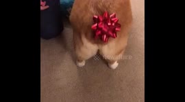 The Best Christmas Present Ever!!!