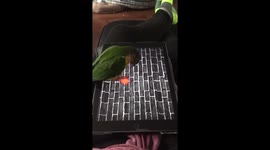 Baby bird chases laser
