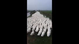 Man's walking route blocked by thousands of ducks in northern Vietnam