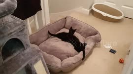 Double Trouble! Two black kittens play with each other at UK home