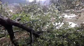 Heavy snowfall in north India damages apple orchards