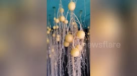 Various types of potatoes grown hanging from greenhouse ceiling in China