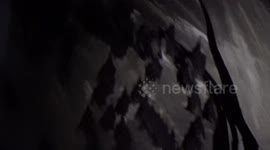 Rare species of bat discovered to be thriving in a cave in southern Thailand