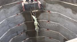 Crocodile lurking in village well for a year rescued in northwestern India