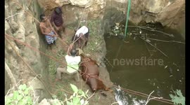 Pregnant cow rescued from 40-foot-deep well in south India