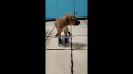 Baby Trimble taking his first big steps.