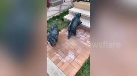 Dino-dogs! Chinese woman dresses her French bulldogs up as dinosaurs