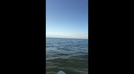 Pod of playful porpoises