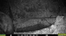bear in pond 16 November, 2019