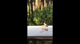 Insect feeding using sucker mouth, reflected off black stair railing